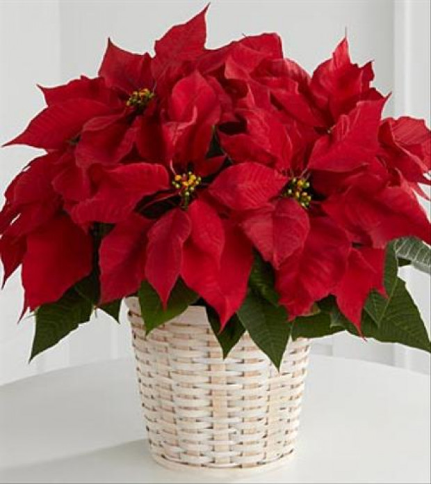 Strafmli  desember